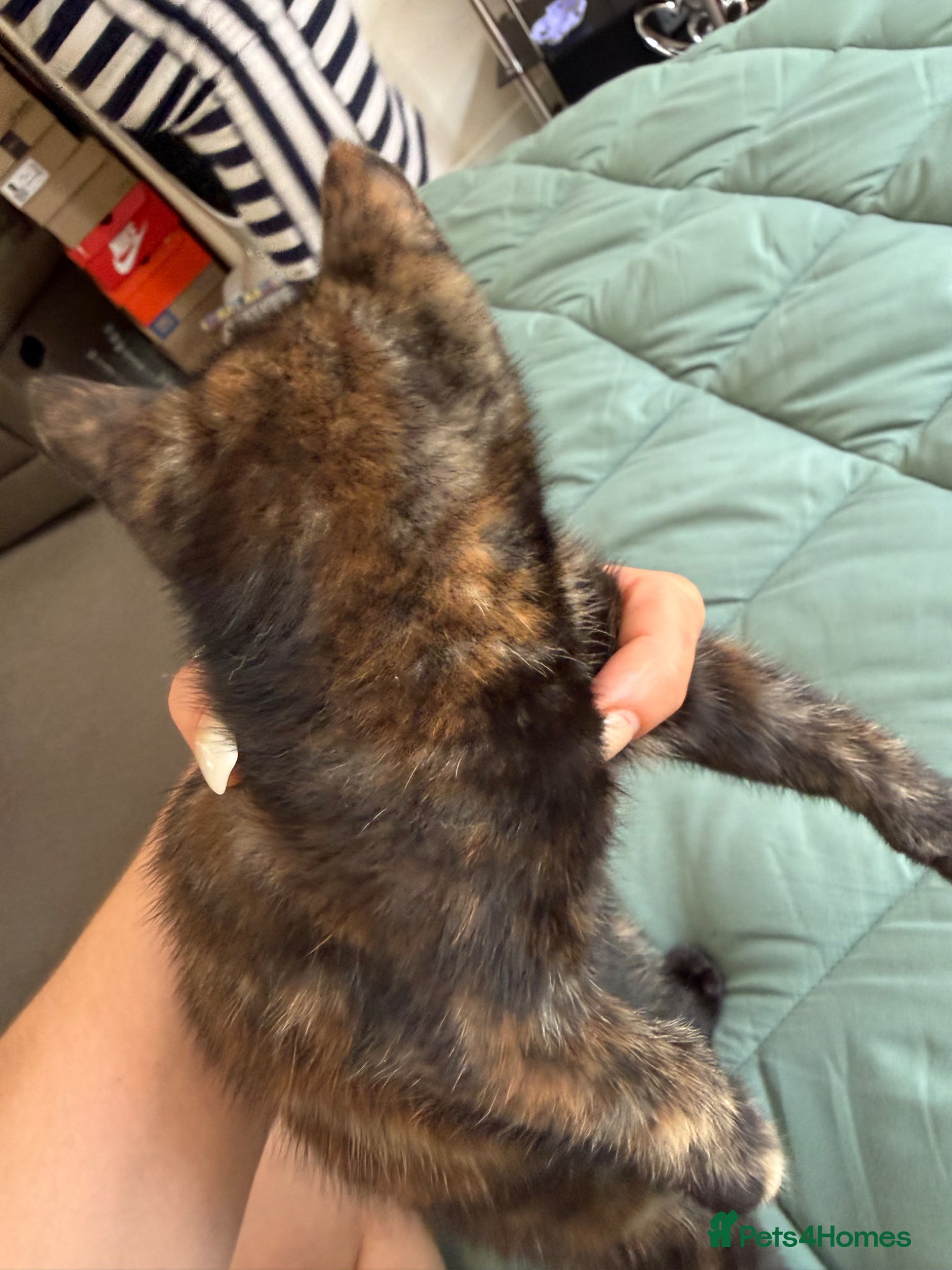 Mixed Breed cats for sale: Kittens for sale READY NOW in Brandon - Advert 28