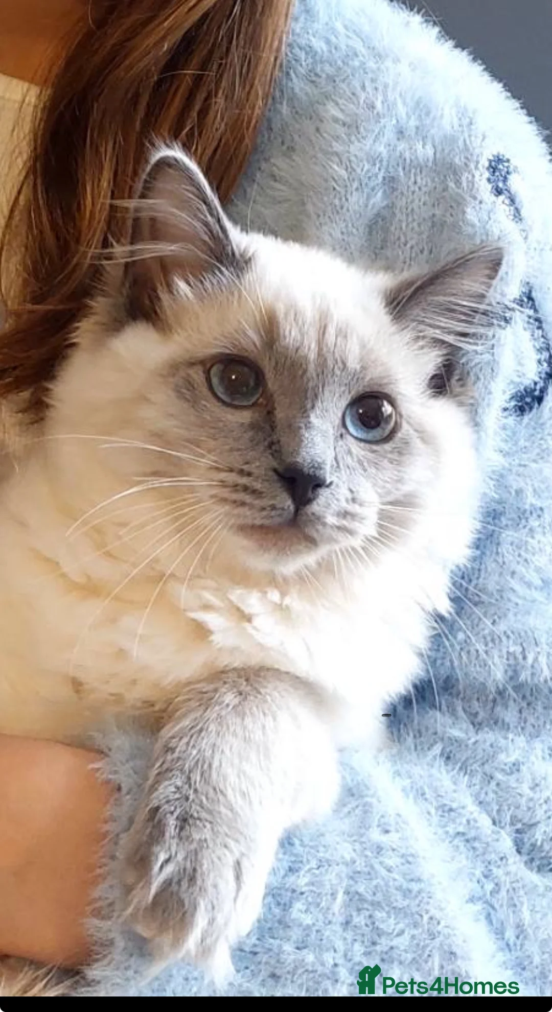 Ragdoll cats for stud: Miya ragdol blue point - Advert 2