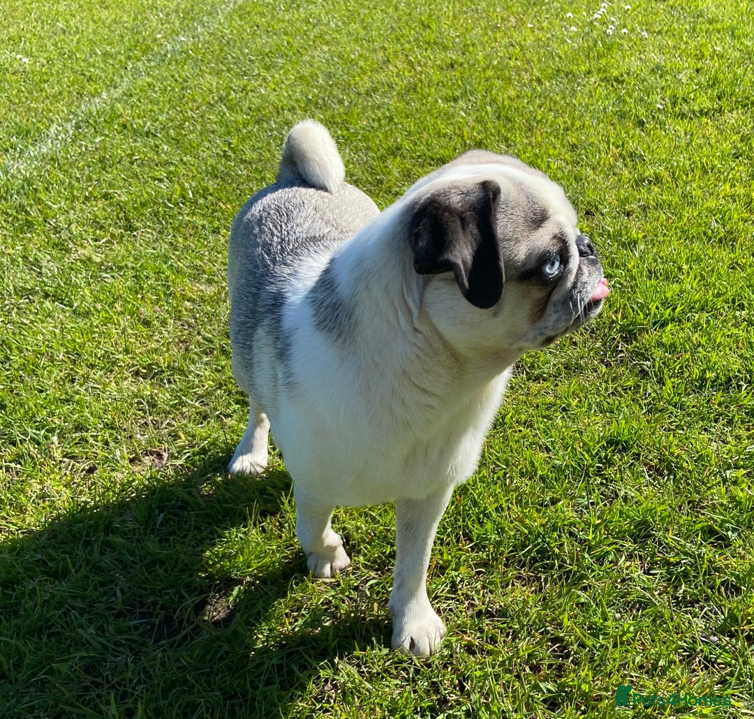 Pug dogs for sale: Beautiful 2year old panda pug - Image 7