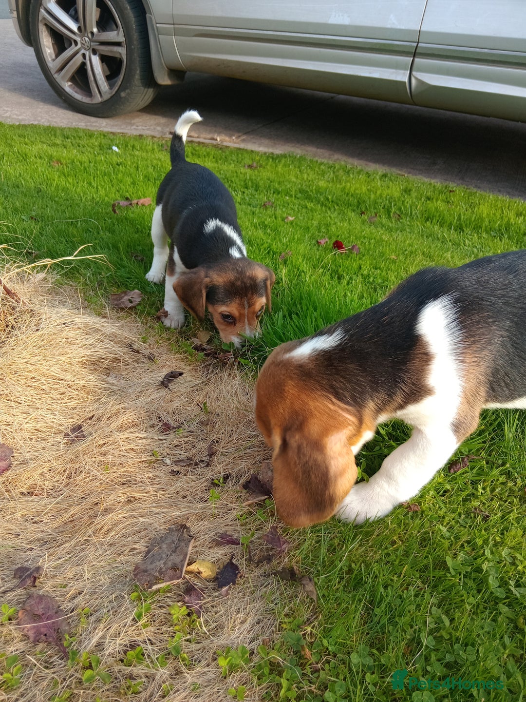 Beagle dogs for sale: Genuine Foot Beagles - Image 15