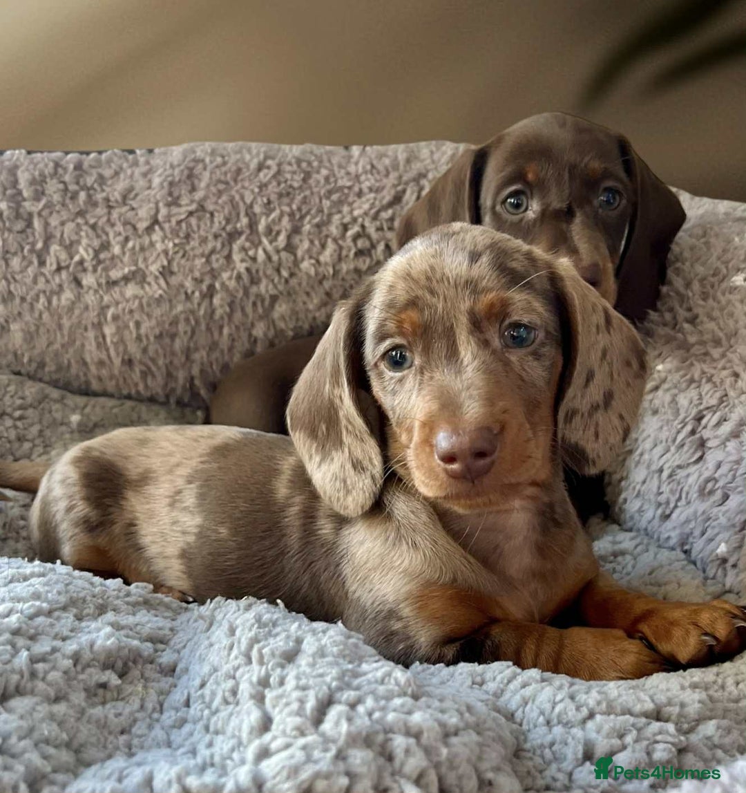 Dachshund dogs for sale: Miniature Dachshund puppies  - Advert 7