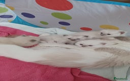 Ragdoll cats for sale: Blue mitted ragdoll kittens - Image 10