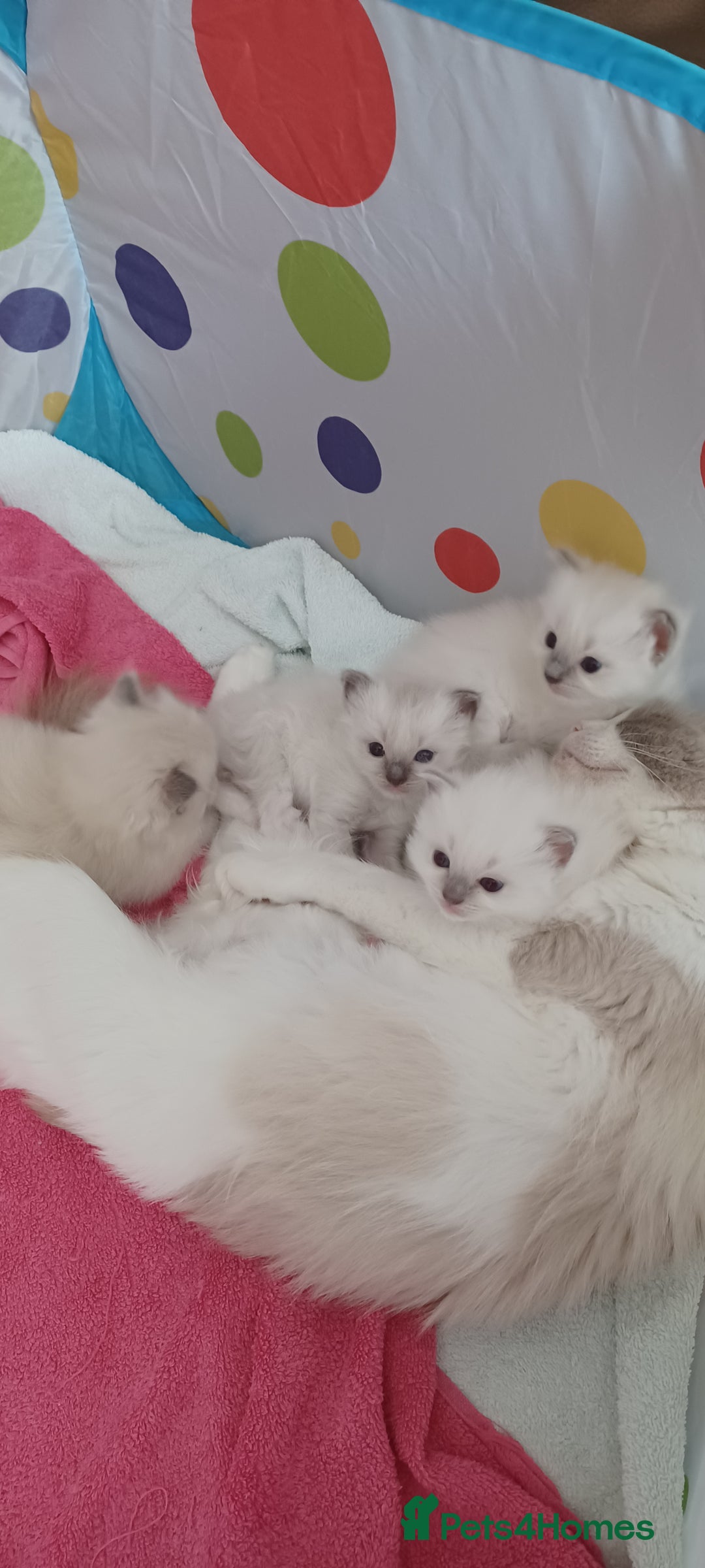 Ragdoll cats for sale: Blue mitted ragdoll kittens - Image 10