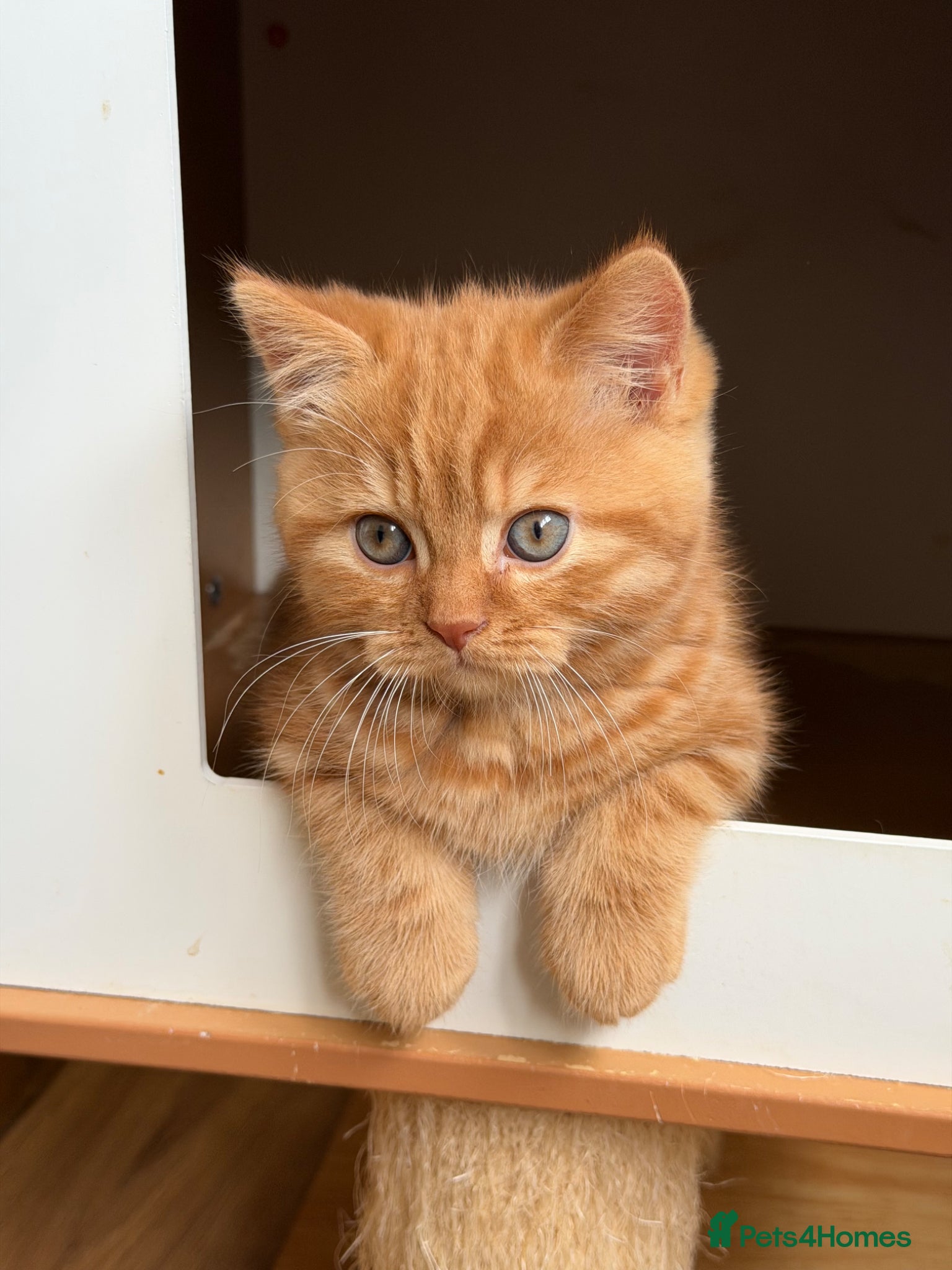British Shorthair cats Two red BSH boys - Advert 1