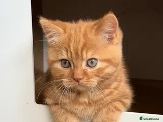 British Shorthair cats Two red BSH boys - Advert 1