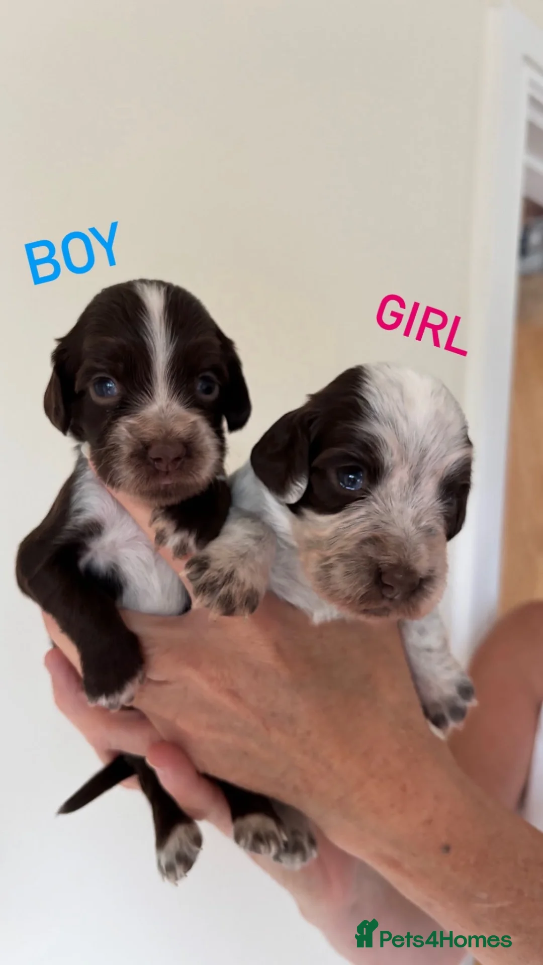 Cocker Spaniel dogs for sale: 7 STUNNING COCKER SPANIEL PUPS🩷🩵  - Advert 2
