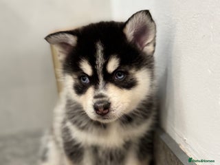 Pomsky dogs Lilac sired F2 masked Pomsky blue eyes - Advert 15