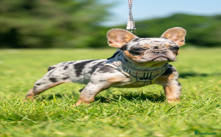 French Bulldog dogs - Advert 10