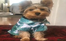 Yorkshire Terrier dogs for sale: Beautiful Yorkshire Terrier for Rehome - Image 1