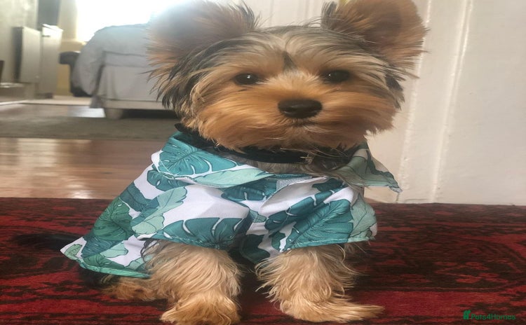 Yorkshire Terrier dogs - Advert 13