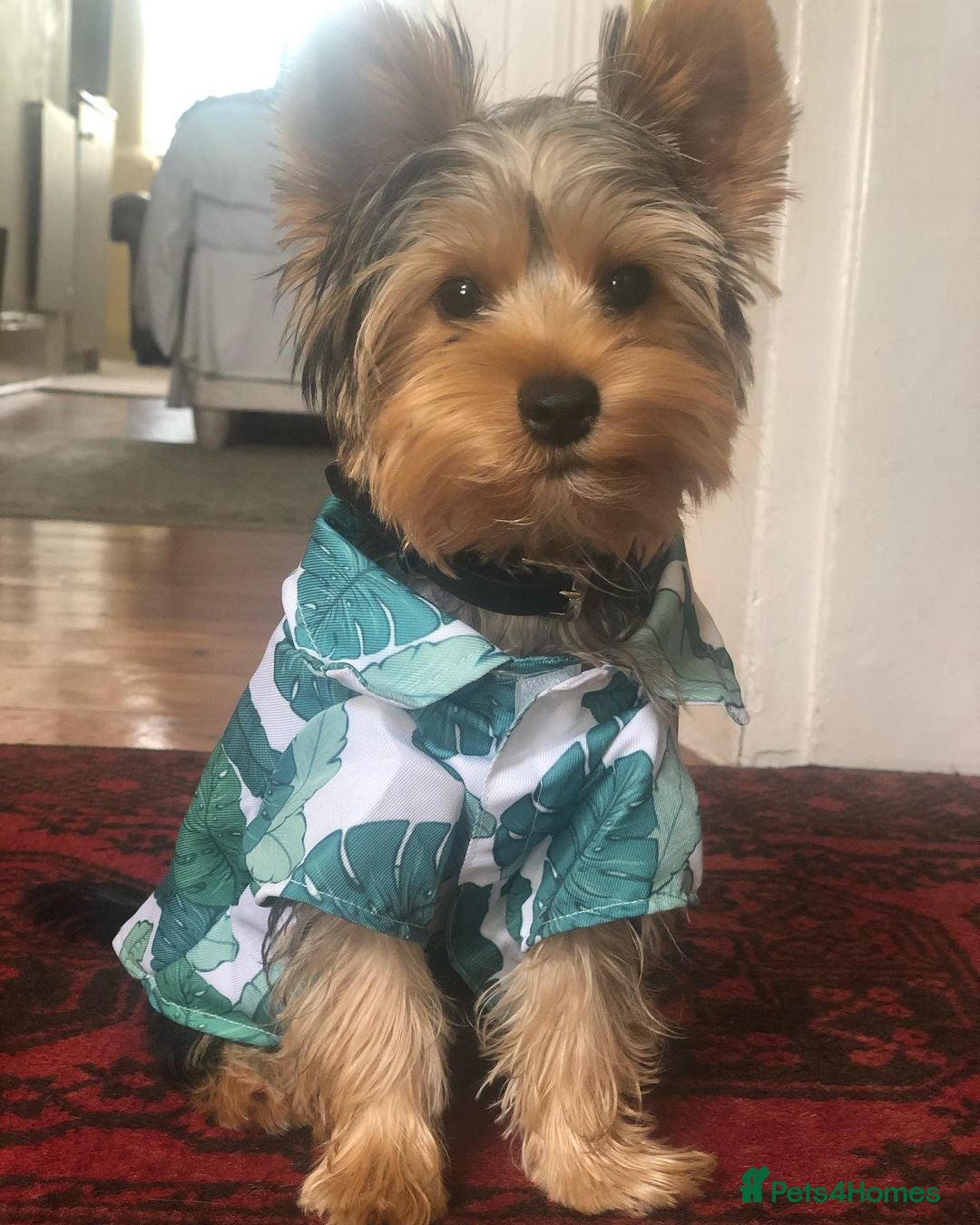 Yorkshire Terrier dogs for sale: Beautiful Yorkshire Terrier for Rehome - Image 1