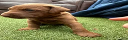 Patterdale Terrier dogs for sale: 🐾 WorkingLine Patterdale Terrier Pups– 28th june - Advert 20