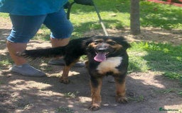 Mixed Breed dogs for adoption: 🐾 Olivia – Sheltie/Australian Shepherd mix 🐾 - Image 3