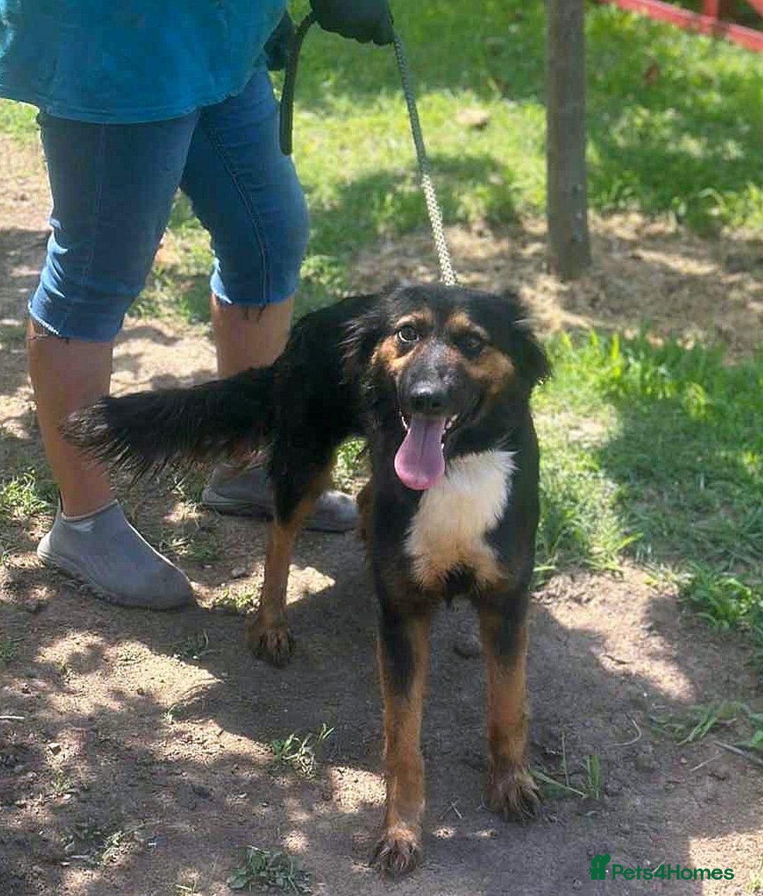 Mixed Breed dogs for adoption: 🐾 Olivia – Sheltie/Australian Shepherd mix 🐾 - Image 3
