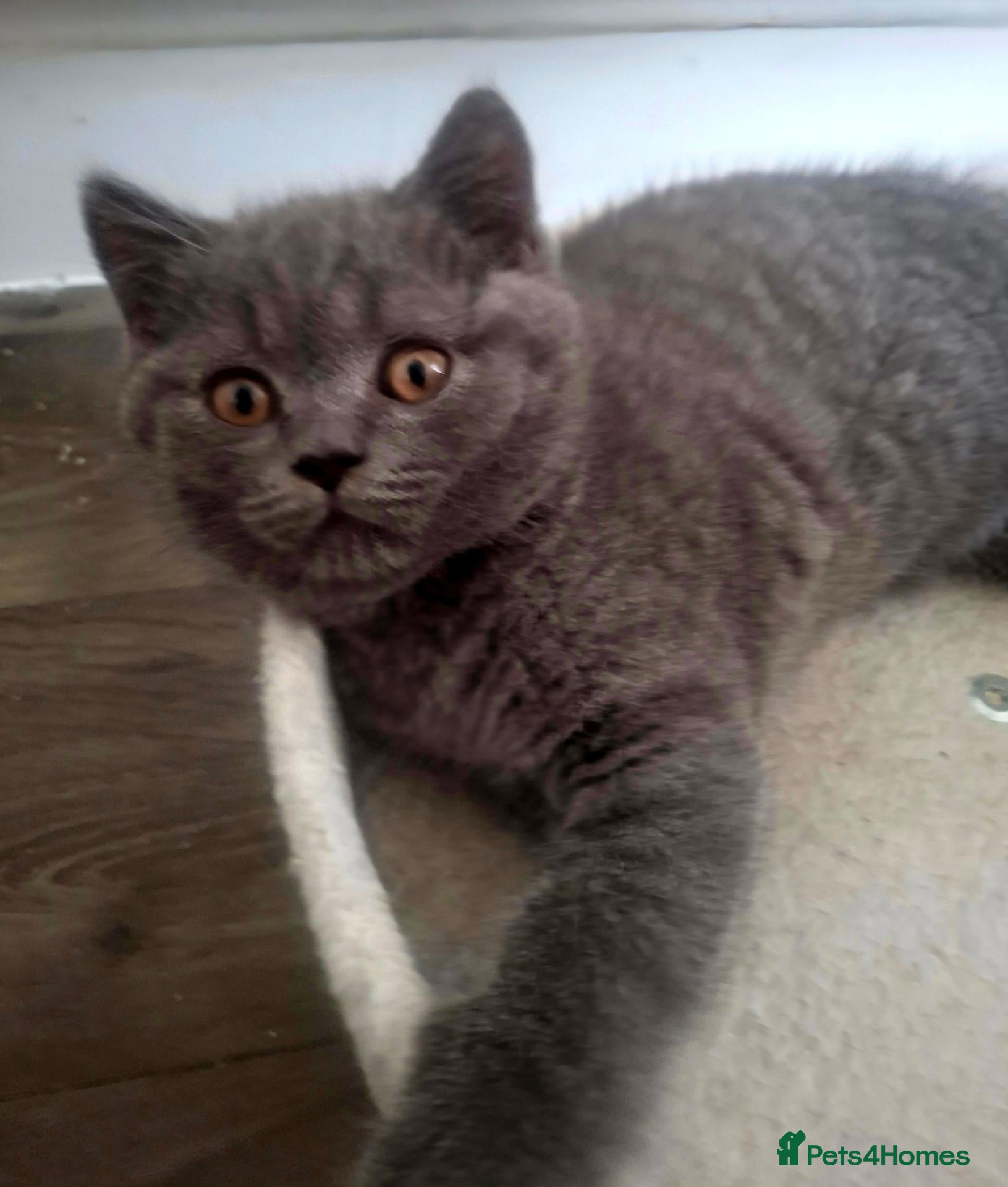 British Shorthair cats 💙 Last Blue Boy British Shorthair to Reserve 💙 - Advert 2