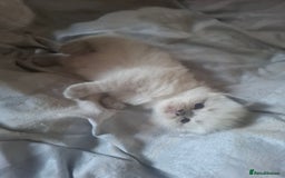 Ragdoll cats for sale: 🩵Blue Point KITTENS for sale!🩵 - Image 14