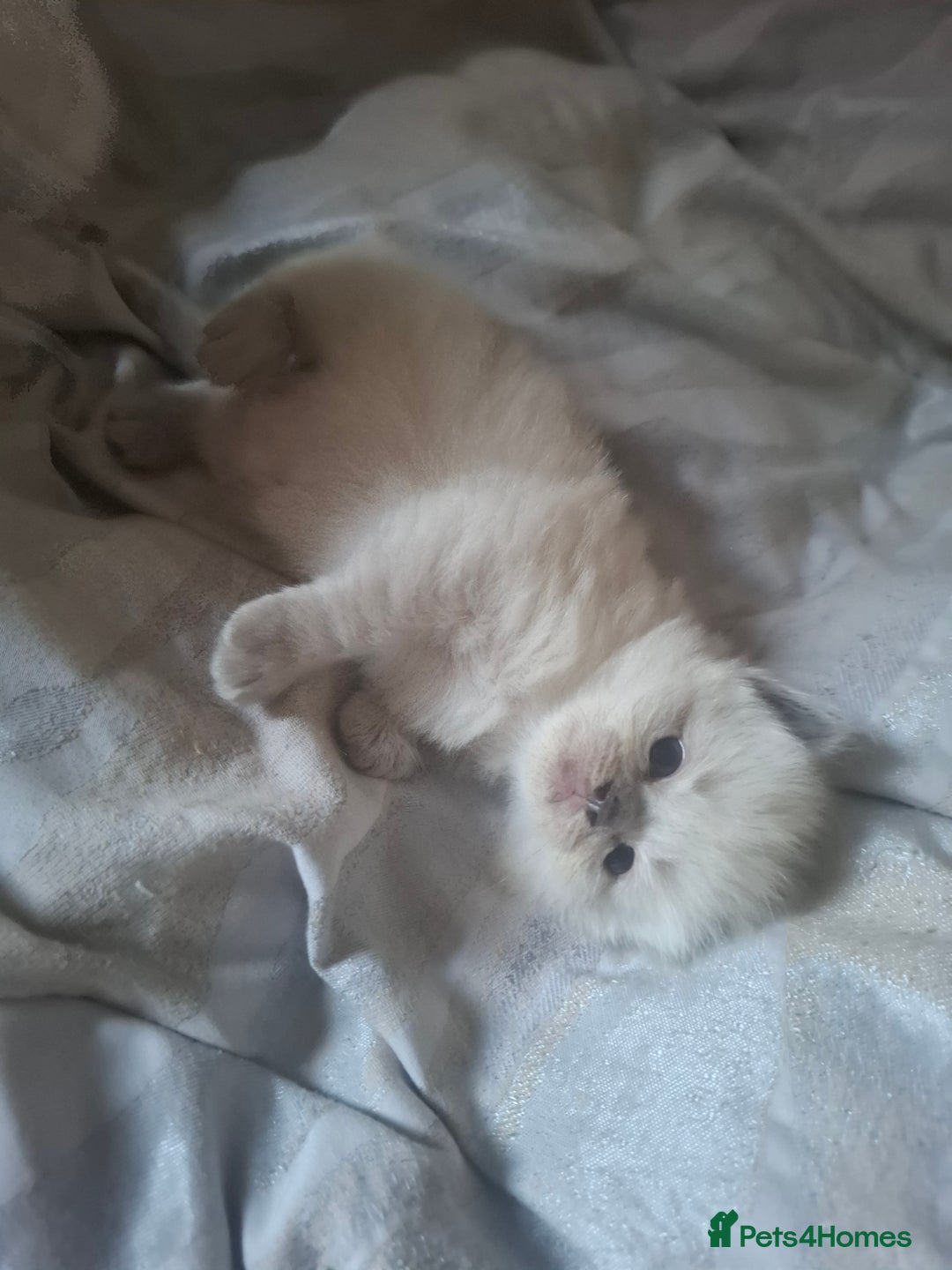 Ragdoll cats for sale: 🩵Blue Point KITTENS for sale!🩵 - Image 14