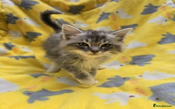 Siberian cats for sale: Siberian kittens - Image 2