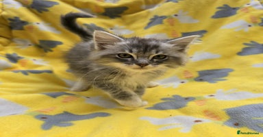 Siberian cats - Advert 5