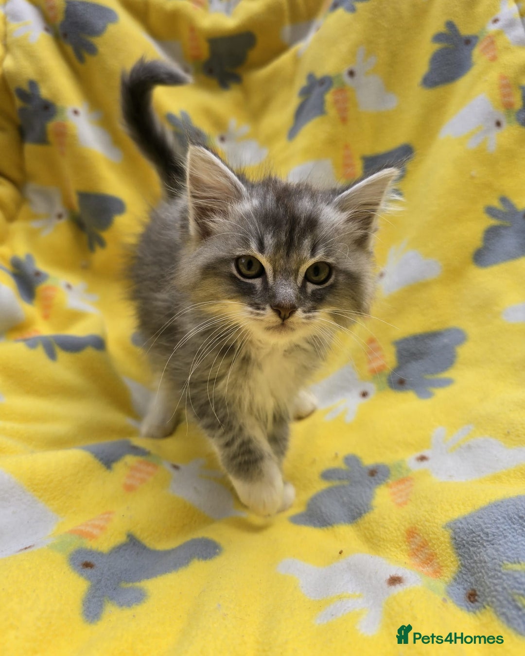 Siberian cats for sale: Siberian kittens - Image 2