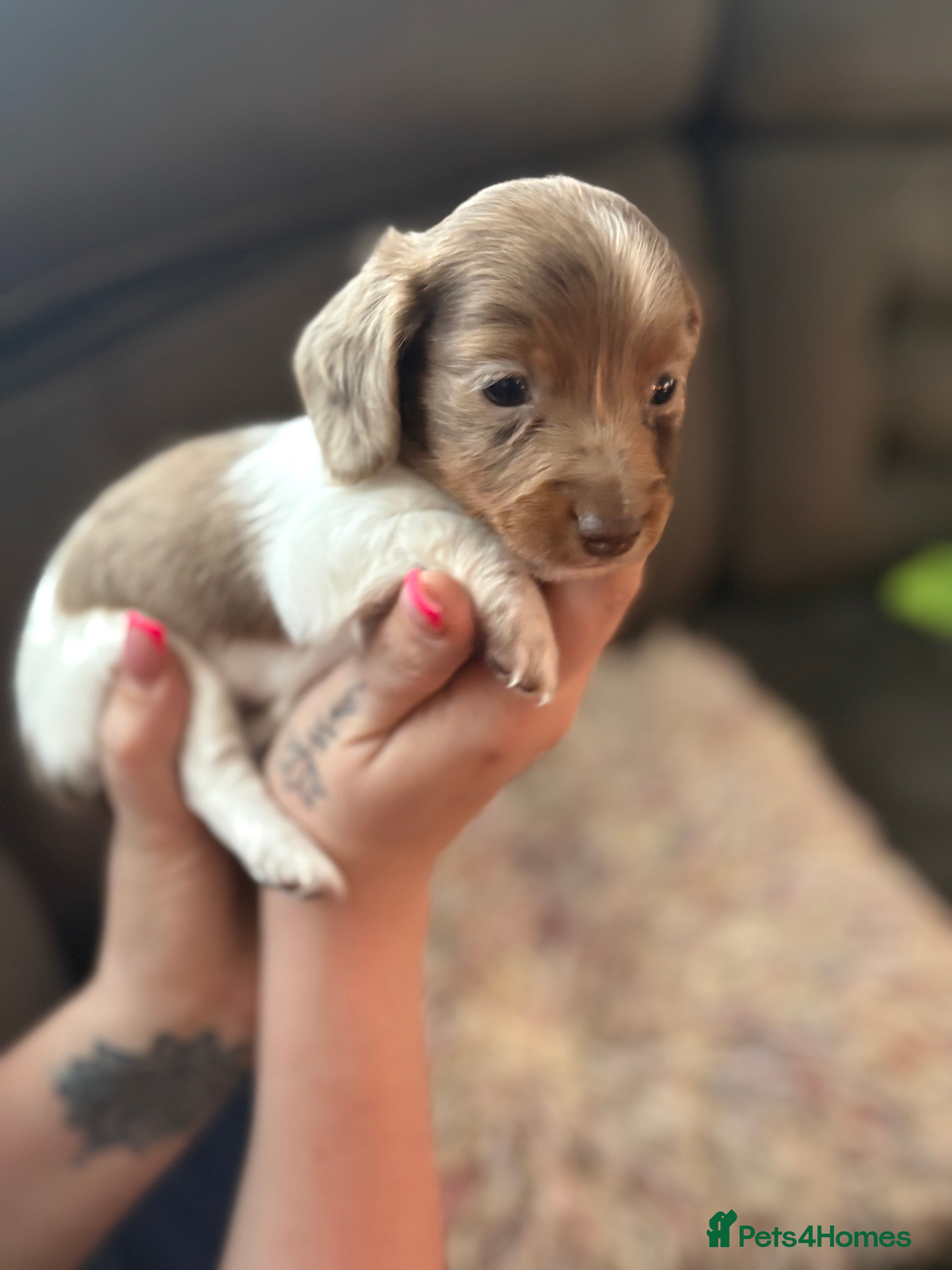 Miniature Dachshund dogs ❌ JUST ONE PUP LEFT ❌KC long  mini dachshund pups  - Advert 13