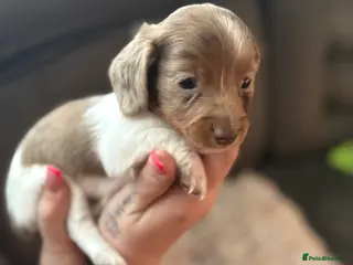 Miniature Dachshund dogs ❌ JUST ONE PUP LEFT ❌KC long mini dachshund pups - Advert 13