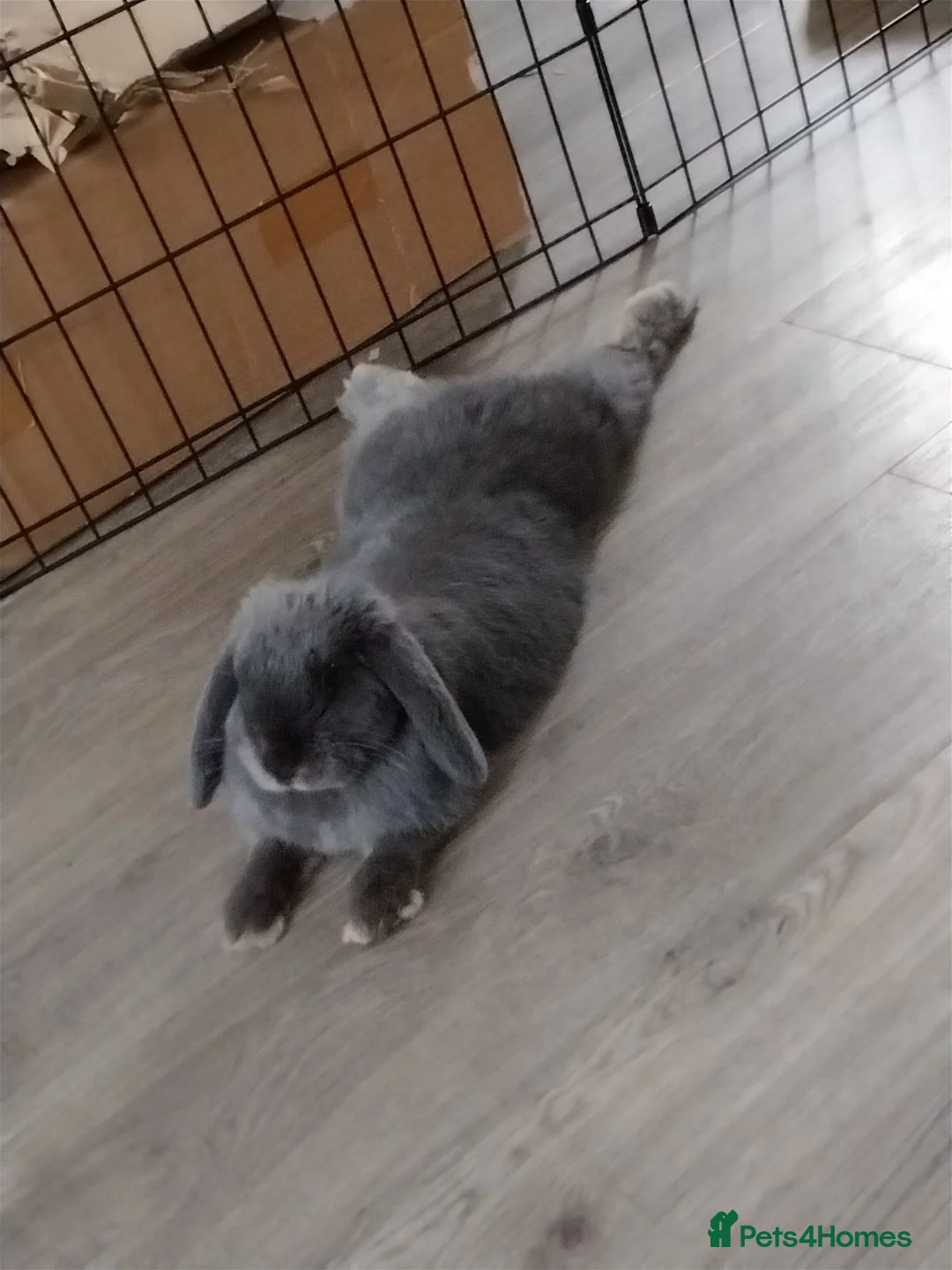 Mini Lop rabbits for sale: Grey Mini Lop for Sale - Disney  in Sutton - Advert 2