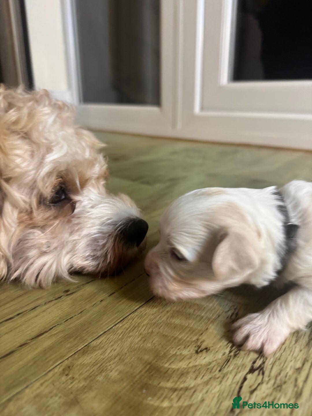 Mixed Breed dogs for sale: Two Gorgeous Puppies Remaining!  - Advert 13