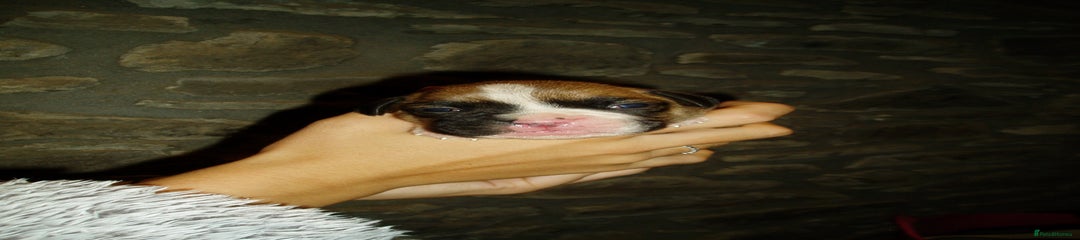 Boxer Puppy 1
