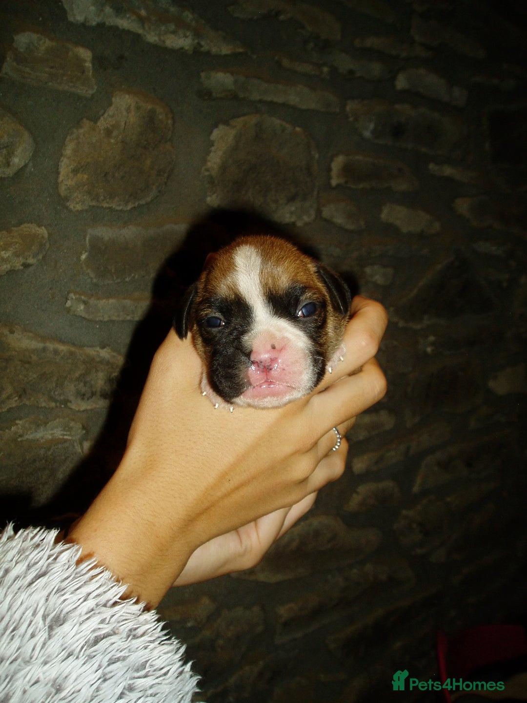 Boxer dogs for sale: Health Tested COI 1.5% KC Registered - Image 15