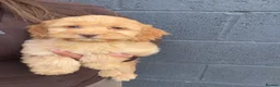 Cockapoo dogs for sale: Stunning F1 Cockerpoos🧸 - Advert 6