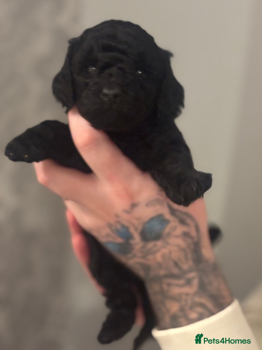 Toy Poodle dogs for sale: Toy poodle puppies *Ready for  ** * - Advert 32