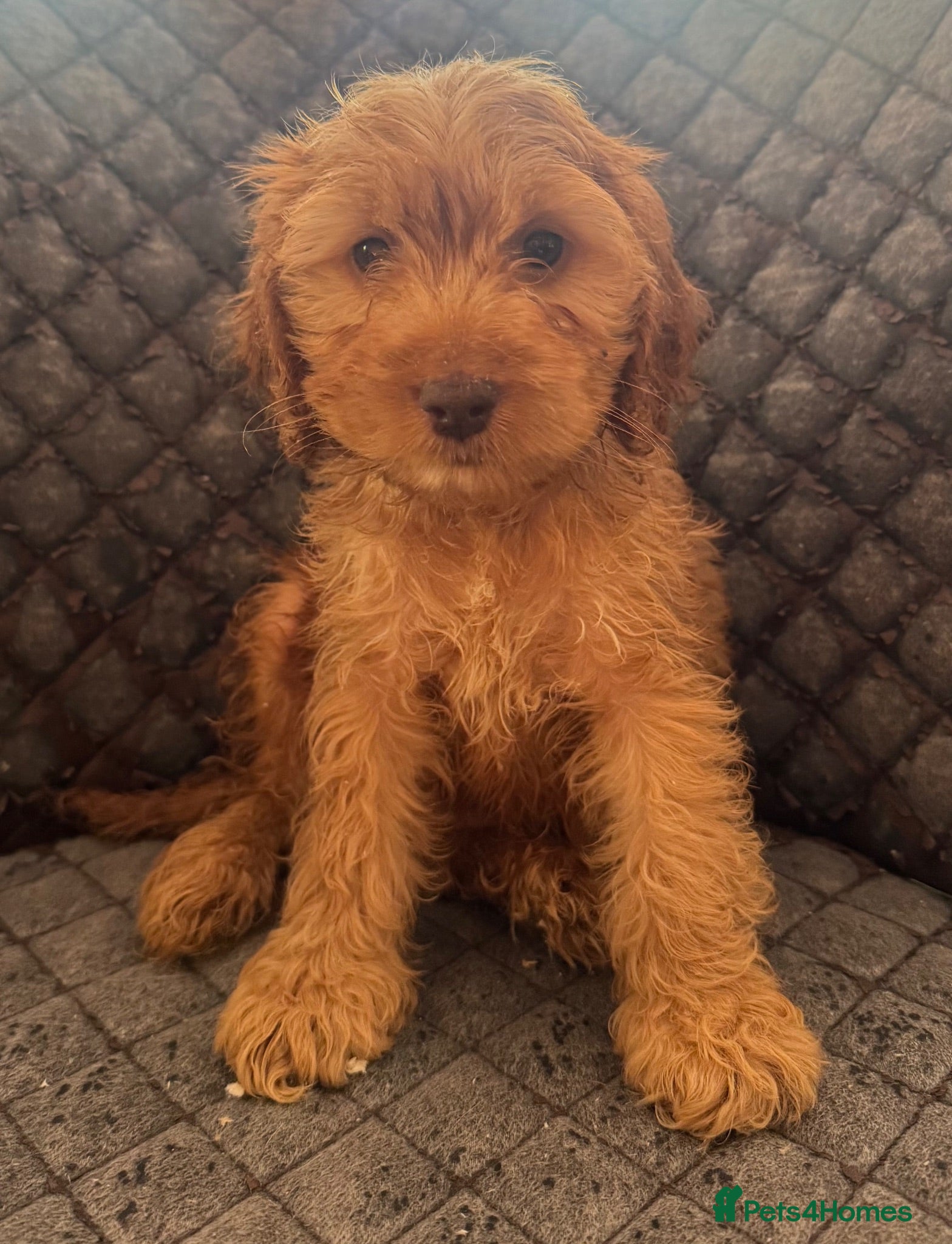 Cockapoo dogs Cockapoo Puppies – Boys and Girls Available - Advert 2