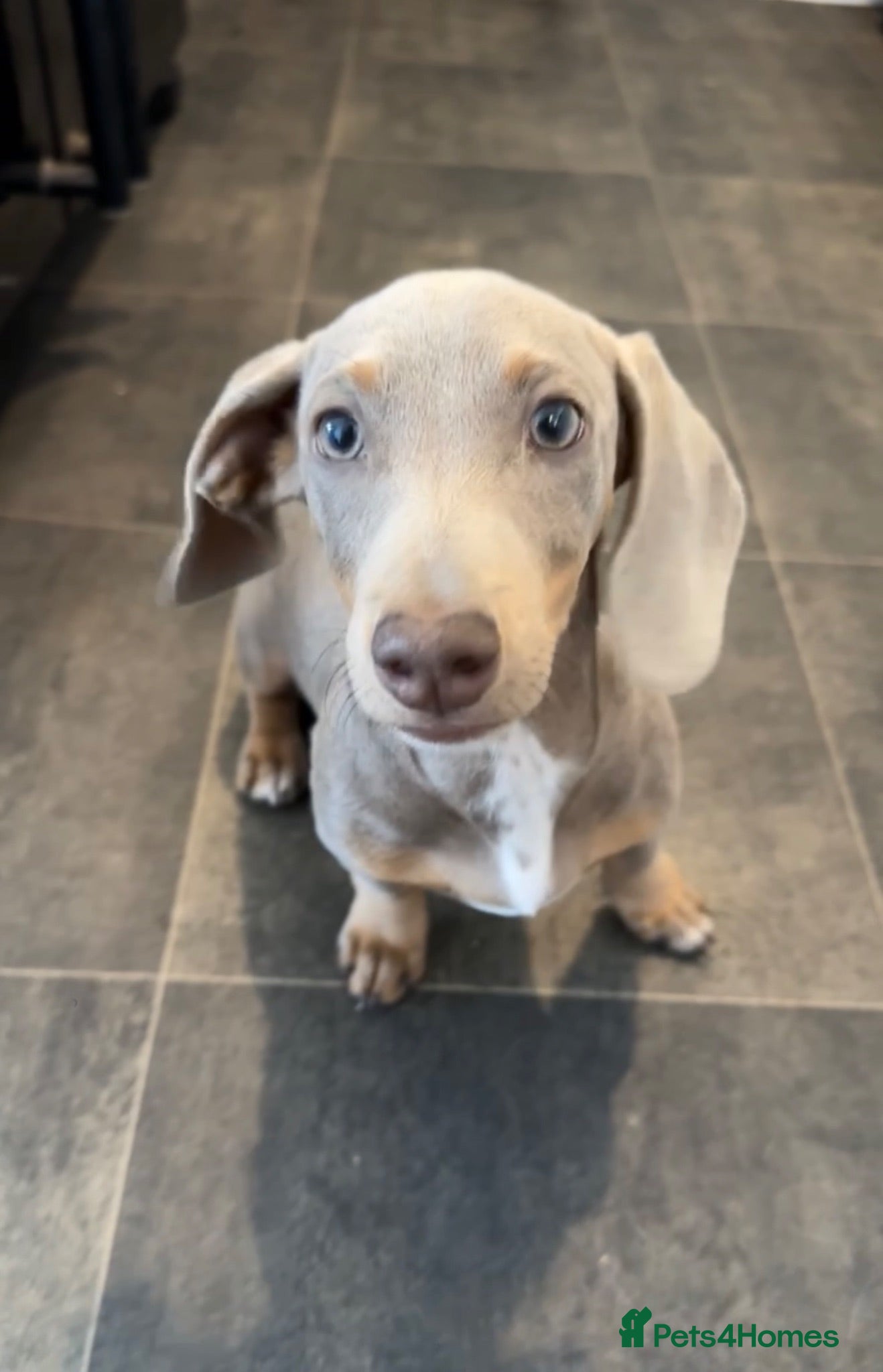 Miniature Dachshund dogs Rolo looking for a new home - Advert 1