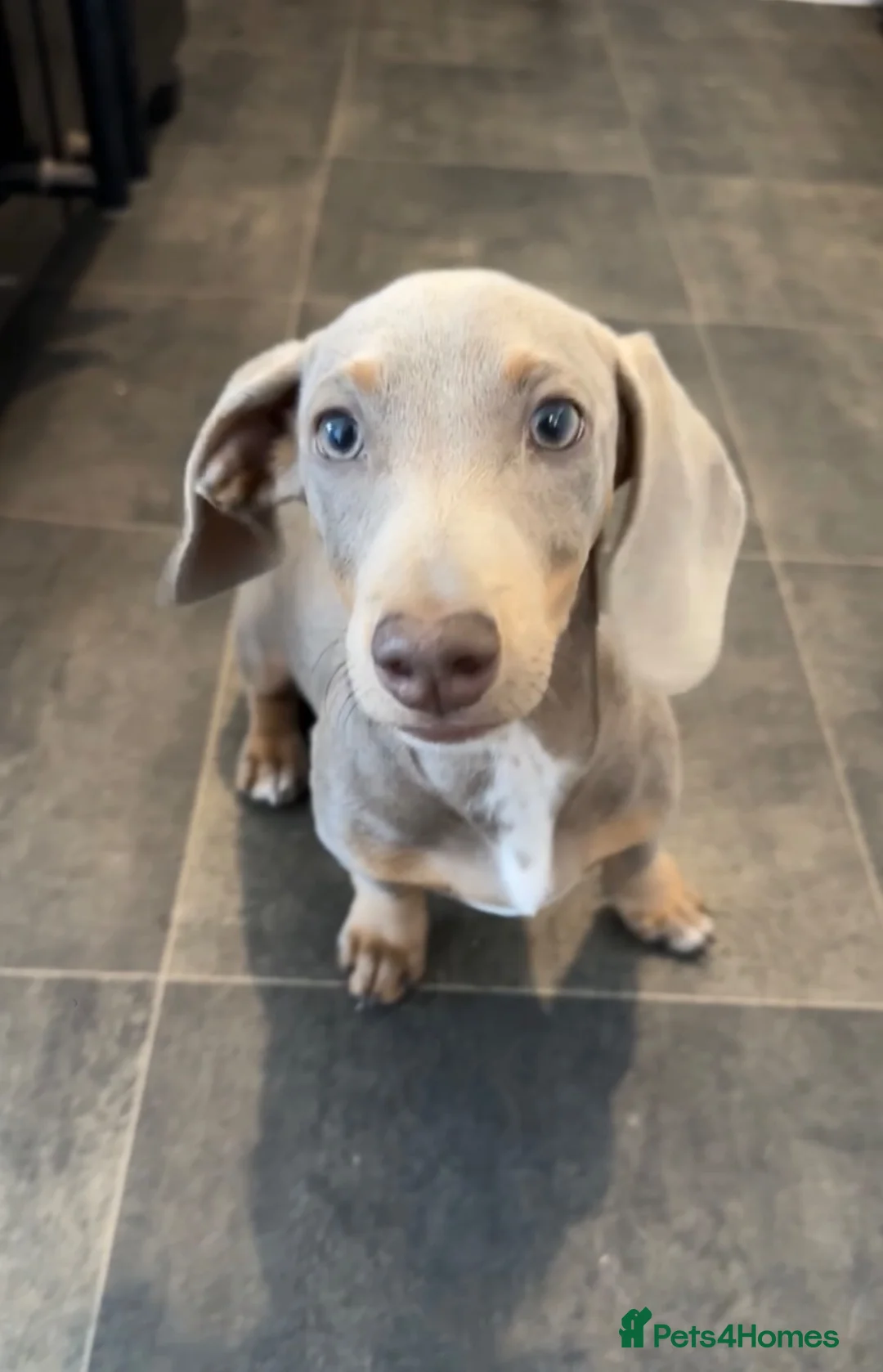 Miniature Dachshund dogs for sale: Rolo looking for a new home - Advert 1