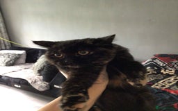 Mixed Breed cats for sale: Kitten  - Image 4