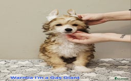 Chinese Crested dogs for sale: 12 weeks old  hl boy 1800, pp boy 970 in Crewe - Image 6