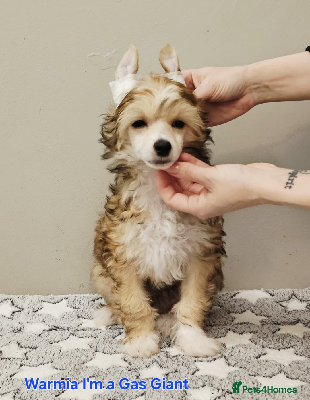 Chinese Crested dogs for sale: 12 weeks old  hl boy 1800, pp boy 970 in Crewe - Image 6