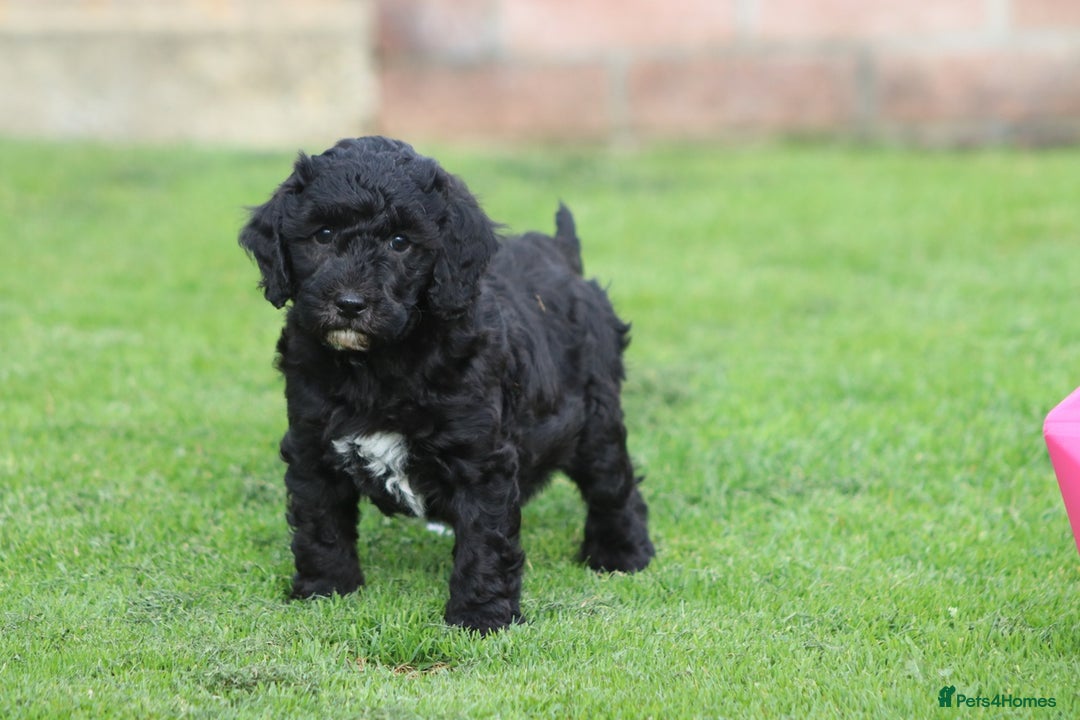 Cavapoochon dogs for sale: Beautiful Cavapoochon puppies for sale - Image 14