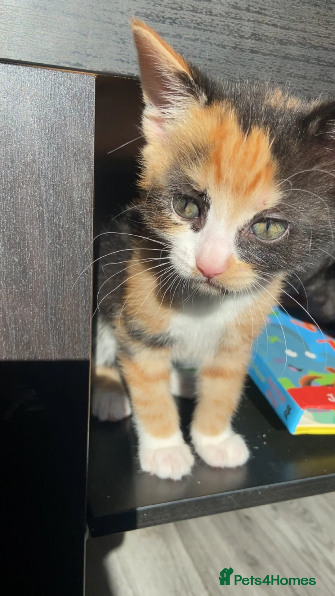 Mixed Breed cats for sale: Adorable 4 kittens 🤍 - Advert 2