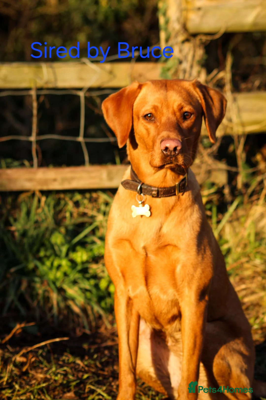 Labrador Retriever dogs for stud: Fox Red Labrador - Fully Health Tested in Holywell - Advert 9