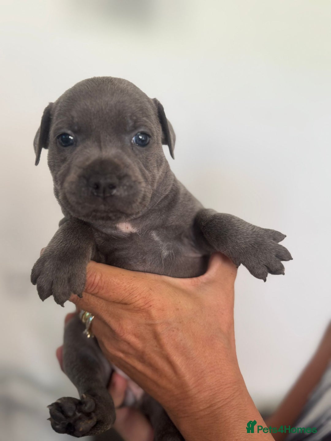 Staffordshire Bull Terrier dogs for sale: Staffordshire bull terrier pups - Image 16