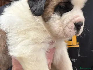 Saint Bernard dogs Chunky family raised champ blood Saint Bernard 🐶 - Advert 2