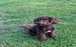 Miniature Poodle dogs for sale: 💙 Chocolate Mini Poodle Boy 💙 - Image 4