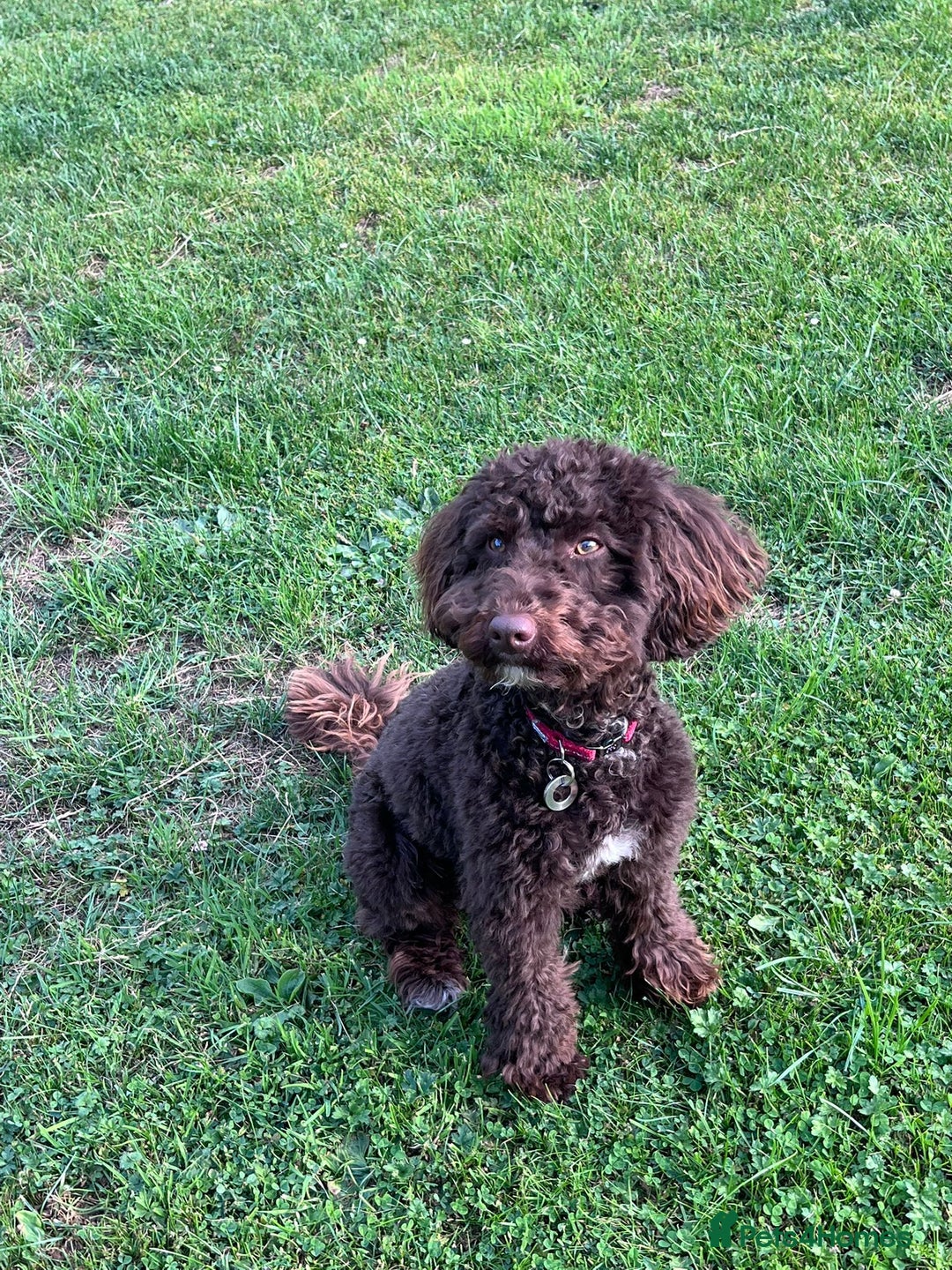 Miniature Poodle dogs for sale: 💙 Chocolate Mini Poodle Boy 💙 - Image 4