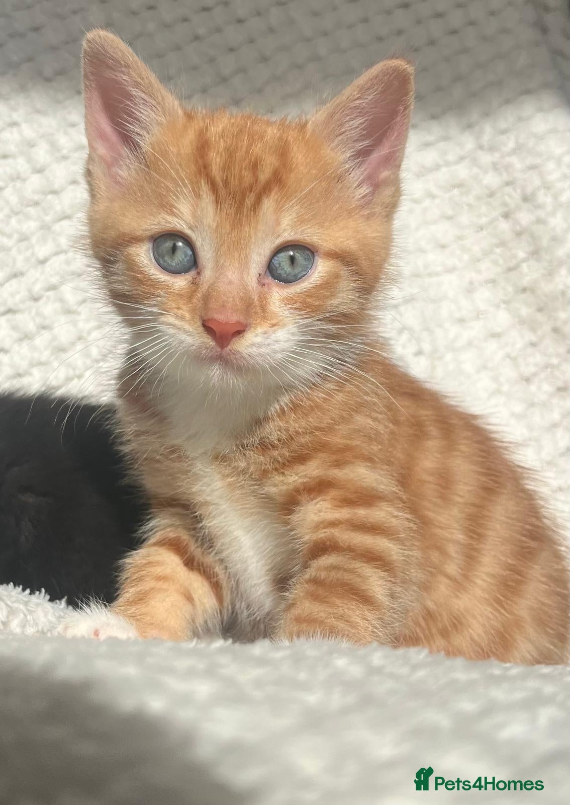 Domestic Shorthair cats Adorable kittens for sale - Advert 5