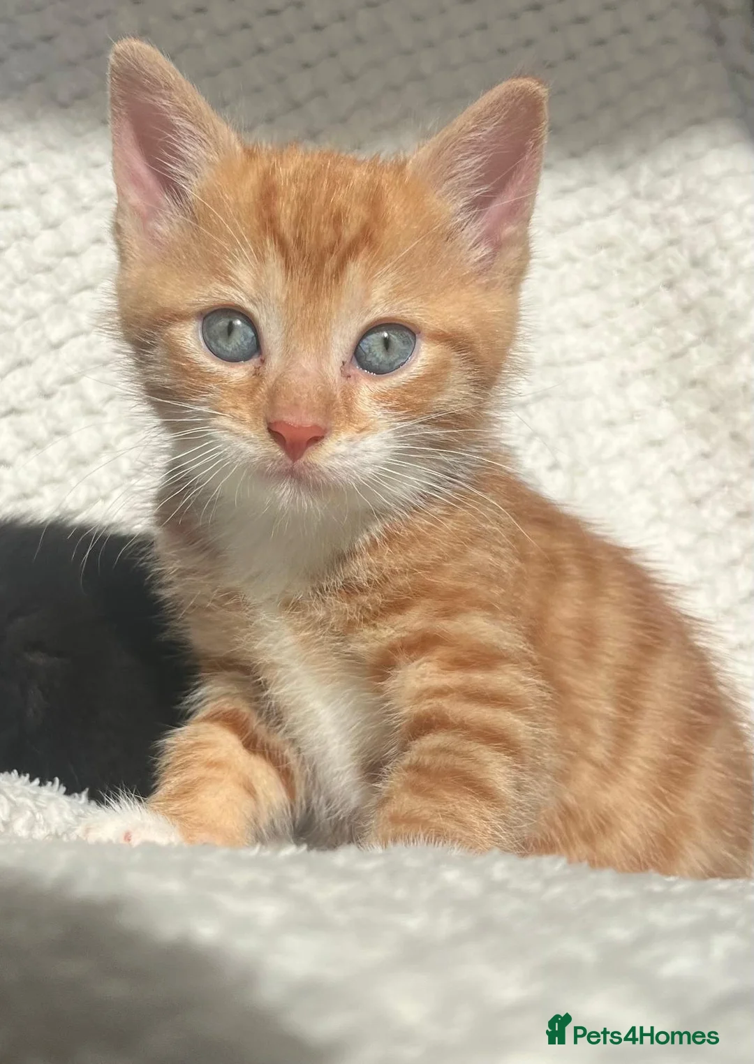 Domestic Shorthair cats for sale: Adorable kittens for sale - Advert 1