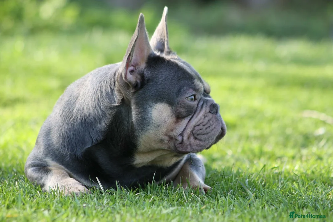 French Bulldog dogs for stud: STUD Lilac and Tan ATAT SHAGGY! in Derby - Advert 5