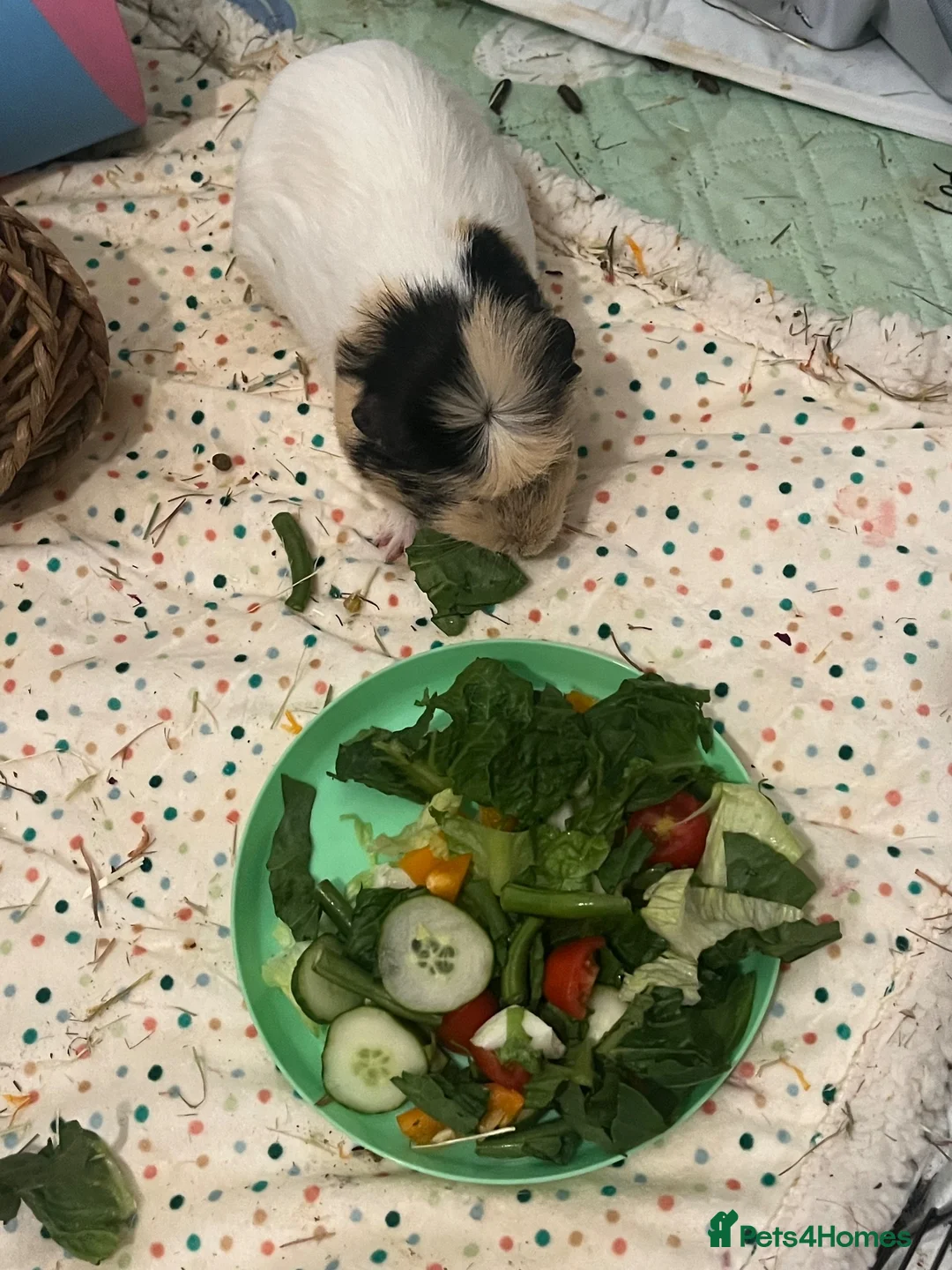 Guinea Pig rodents for sale: Male guinea pig  - Advert 2