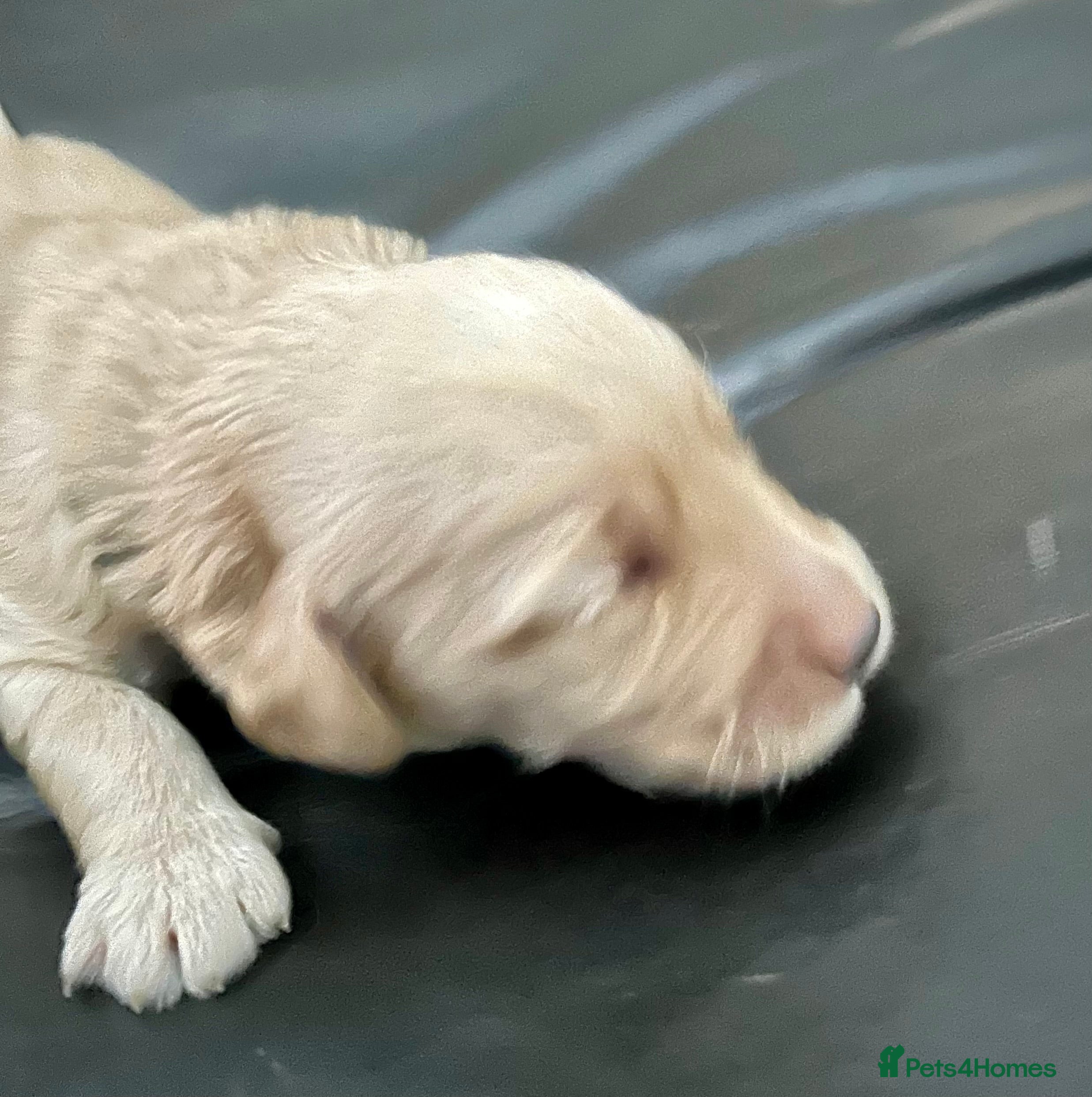 Labradoodle dogs Cute 🥰 Miniature Labradoodle Pups  - Advert 2
